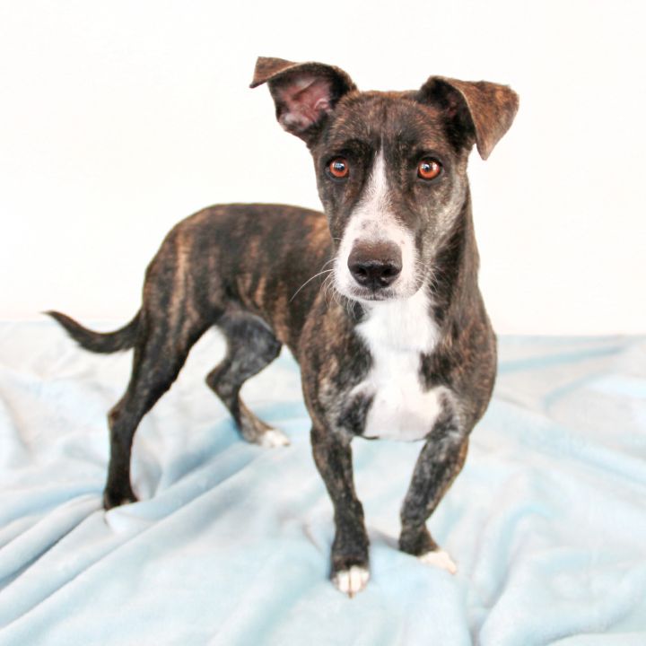 Maisie, an adopted Terrier Mix in Clovis, CA_image-1