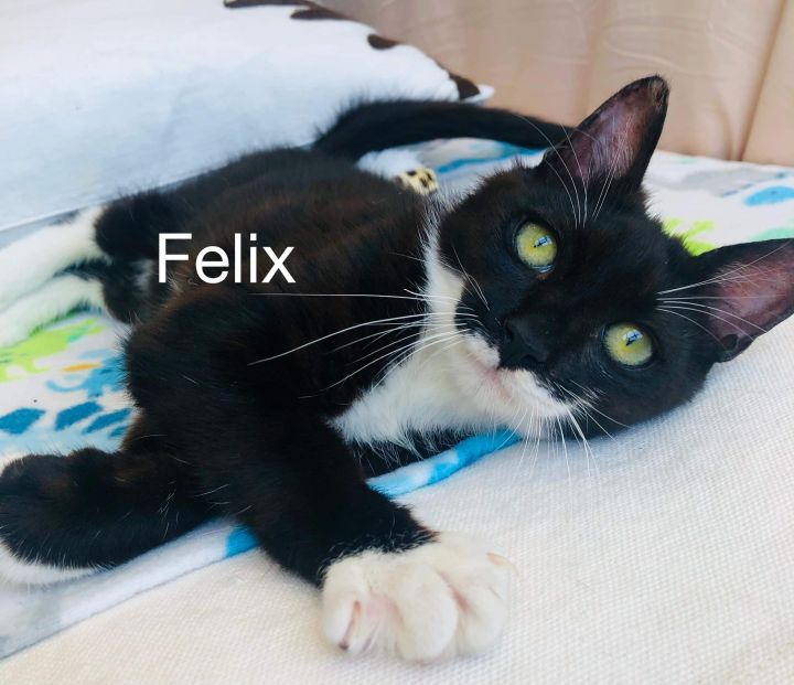 Felix 1