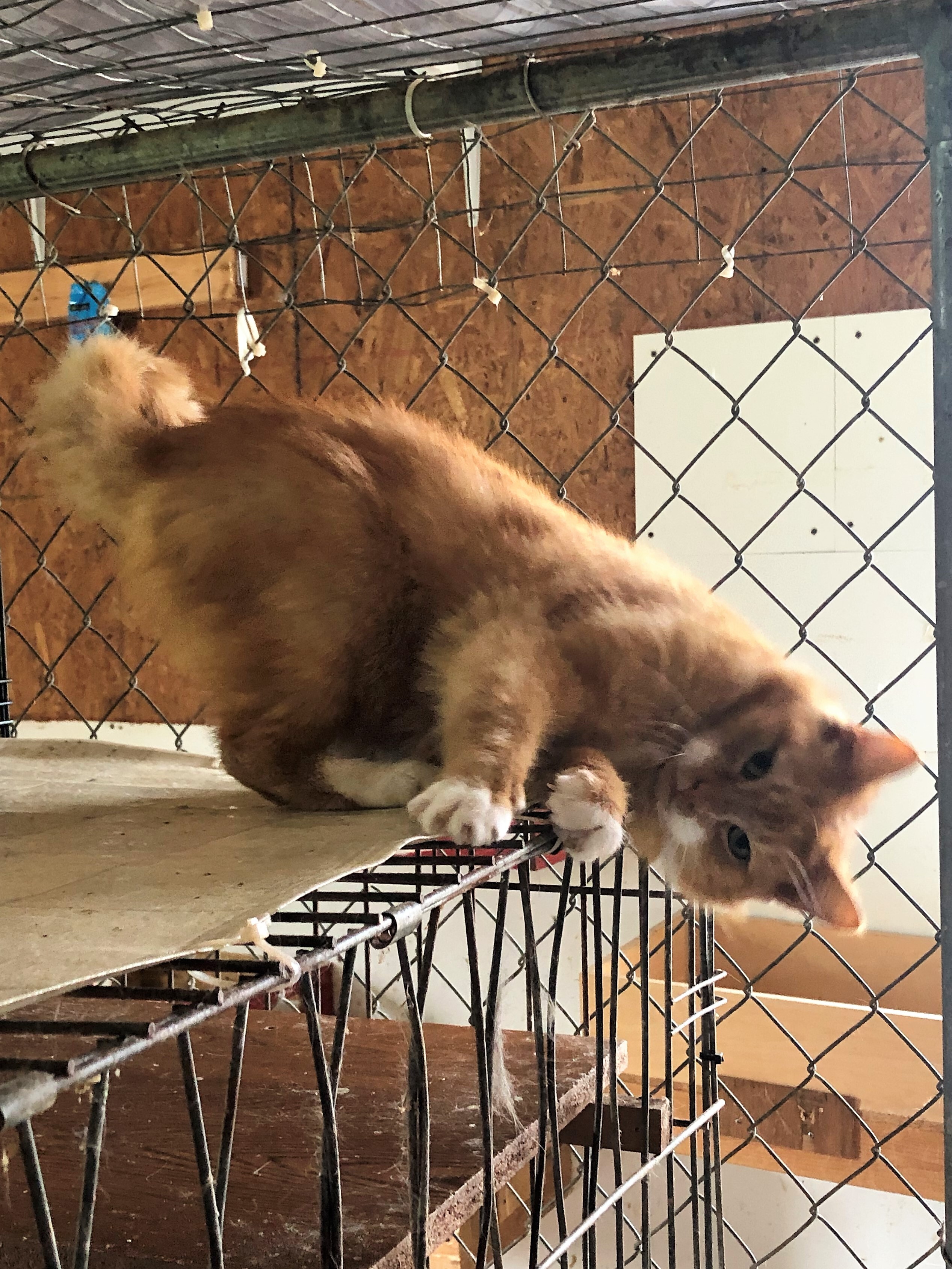 Hearty, an adoptable Domestic Medium Hair in Apollo, PA, 15613 | Photo Image 1