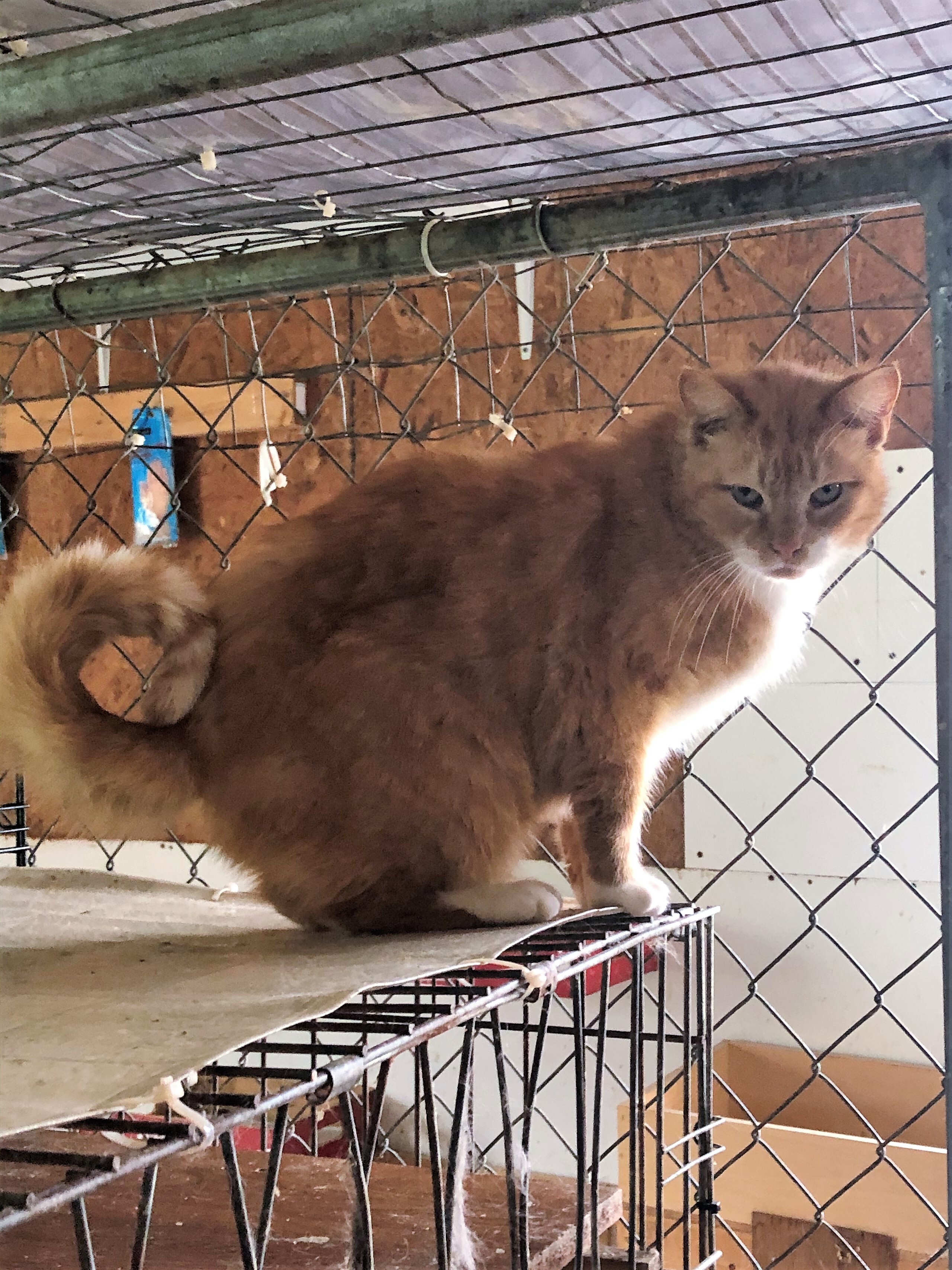 Hearty, an adoptable Domestic Medium Hair in Apollo, PA, 15613 | Photo Image 2