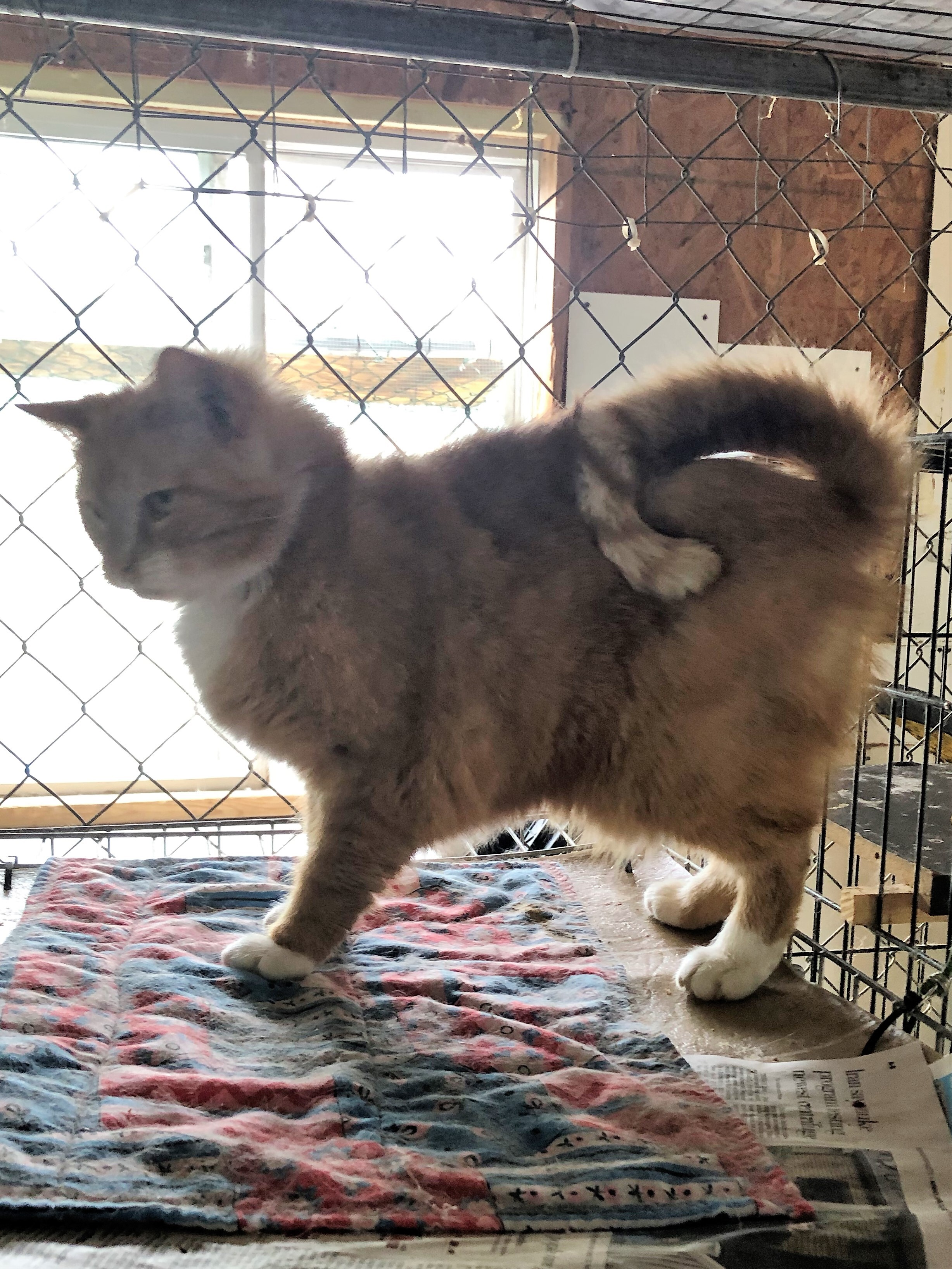 Hearty, an adoptable Domestic Medium Hair in Apollo, PA, 15613 | Photo Image 3