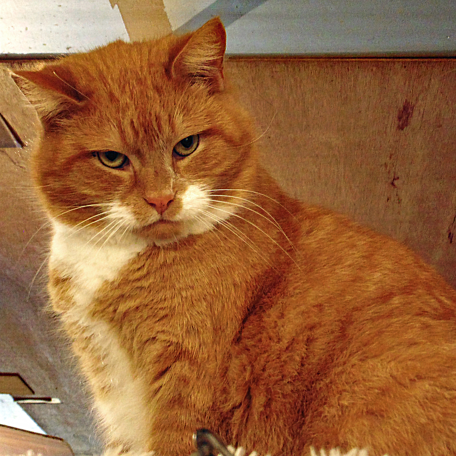 Hearty, an adoptable Domestic Medium Hair in Apollo, PA, 15613 | Photo Image 5