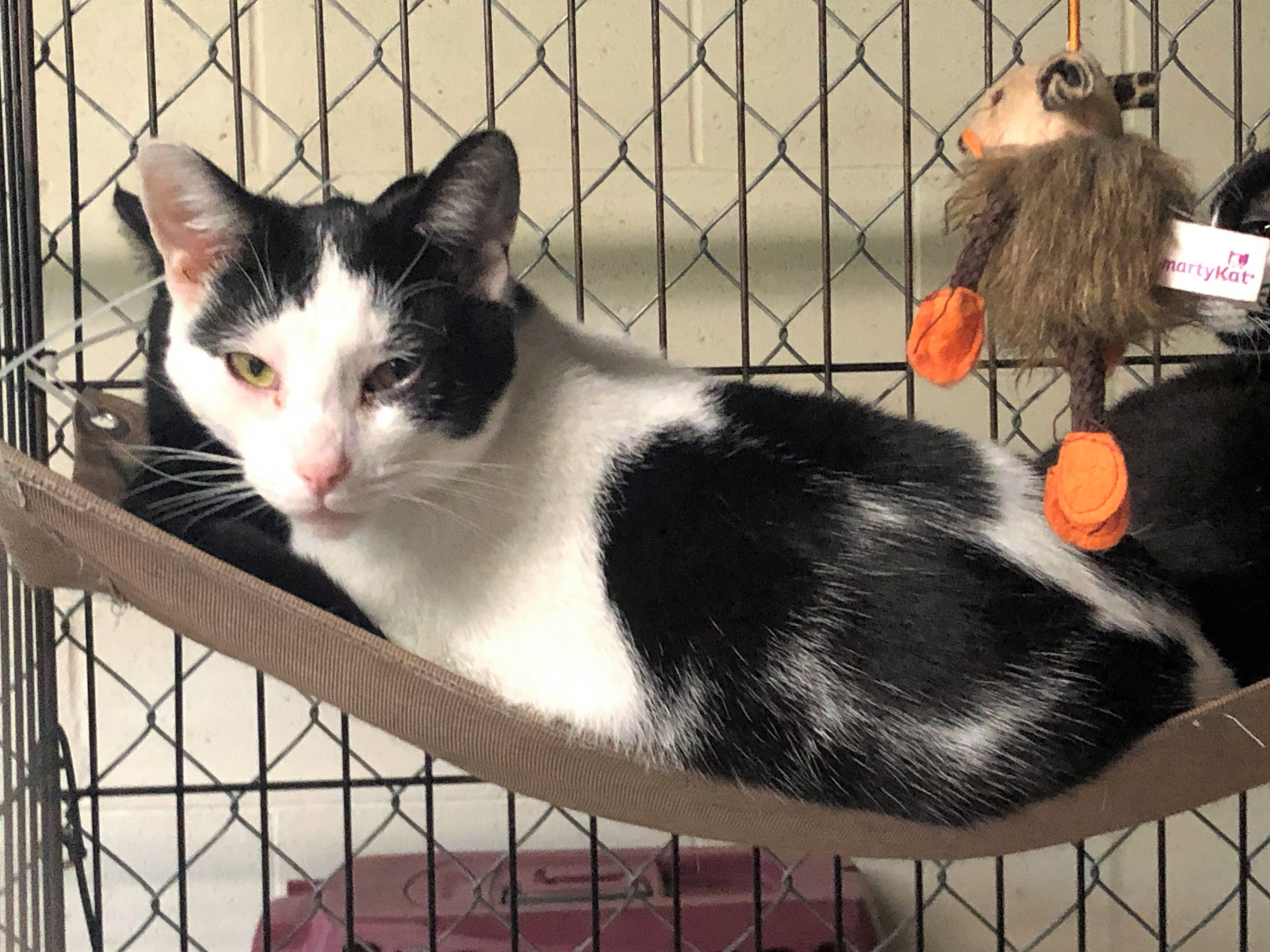 Bruce Springsteen, an adoptable Domestic Short Hair in Apollo, PA, 15613 | Photo Image 1