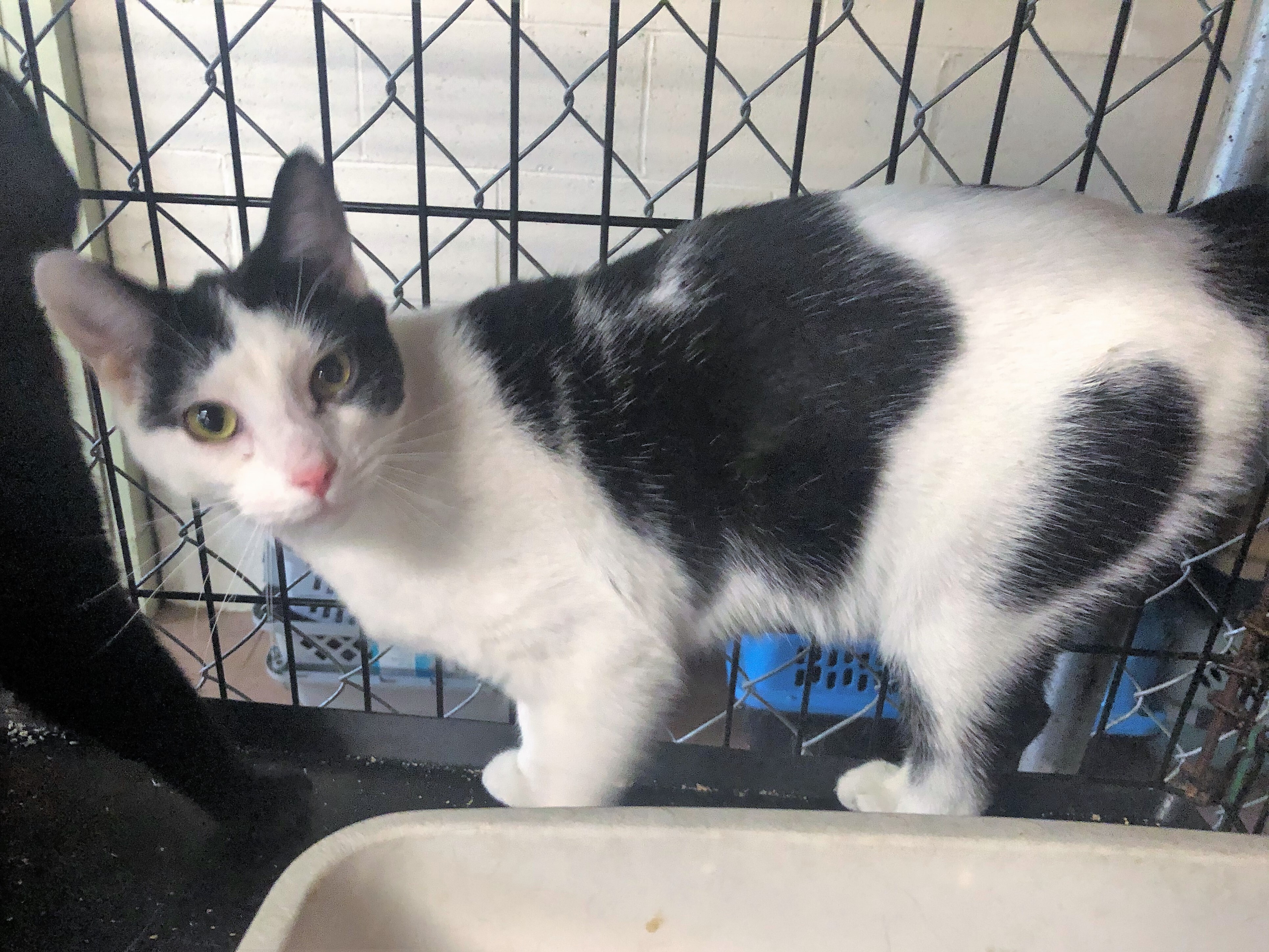 Bruce Springsteen, an adoptable Domestic Short Hair in Apollo, PA, 15613 | Photo Image 2