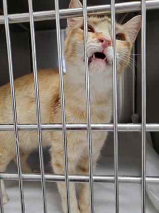 Cat For Adoption Saffron A Domestic Short Hair In Athens Ga Petfinder