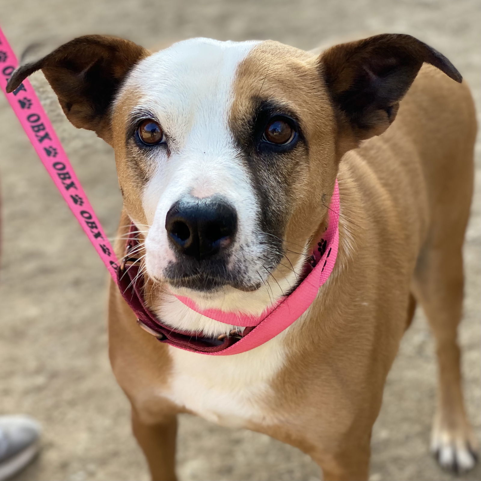 Gemma *Adopt or Foster*, an adoptable Hound in Fairfax, VA, 22038 | Photo Image 1