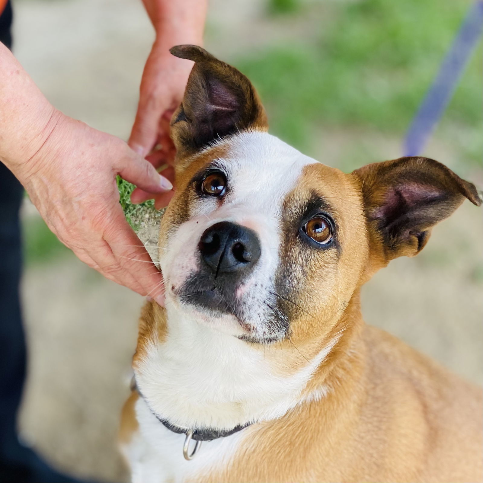 Gemma *Adopt or Foster*, an adoptable Hound in Fairfax, VA, 22038 | Photo Image 2