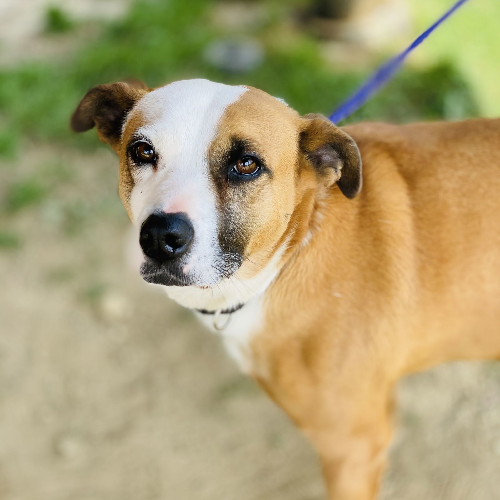 Gemma *Adopt or Foster*, an adoptable Hound in Fairfax, VA, 22038 | Photo Image 3