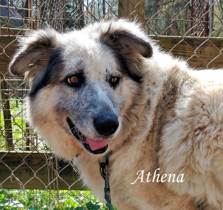 Dog For Adoption Athena A Great Pyrenees Mix In Richmond Va Petfinder