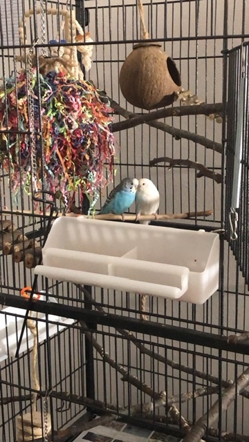 Paulie & Friend, an adoptable Budgie / Budgerigar in North Babylon, NY_image-2