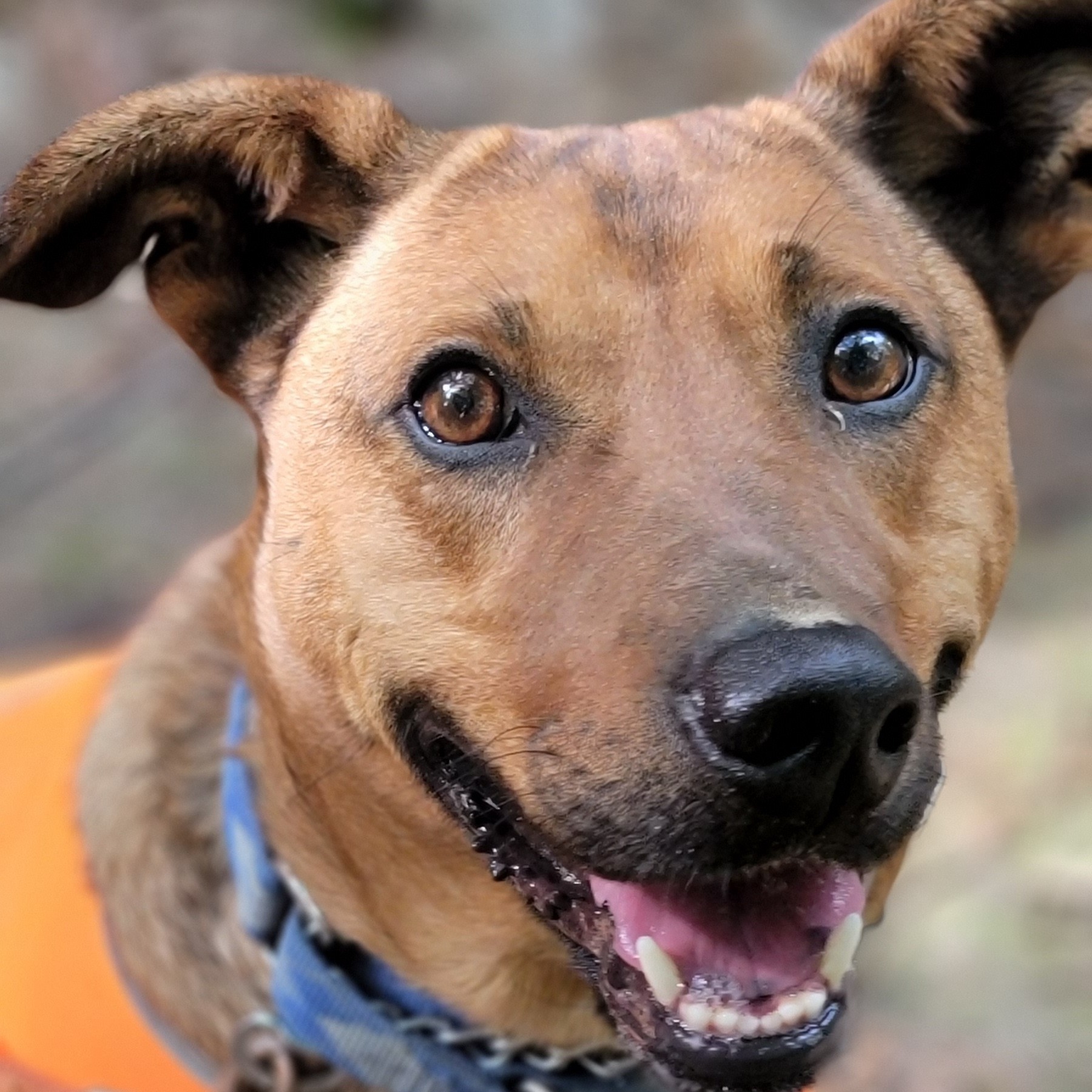 Bodhi (FKA Bo)- COME MEET ME!, an adoptable Australian Cattle Dog / Blue Heeler in Medfield, MA, 02052 | Photo Image 4