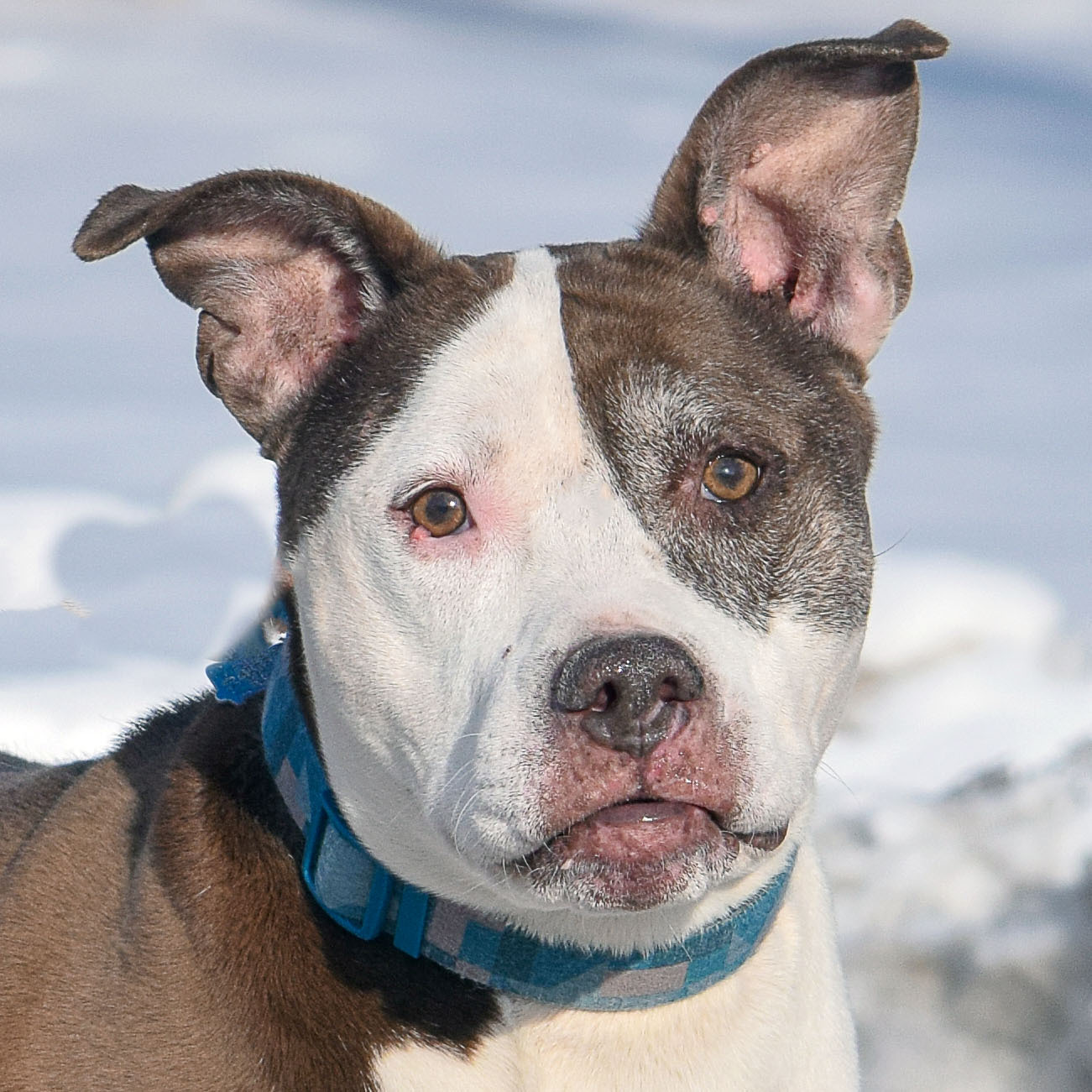 Shelby, an adoptable American Staffordshire Terrier, Boxer in Huntley, IL, 60142 | Photo Image 1