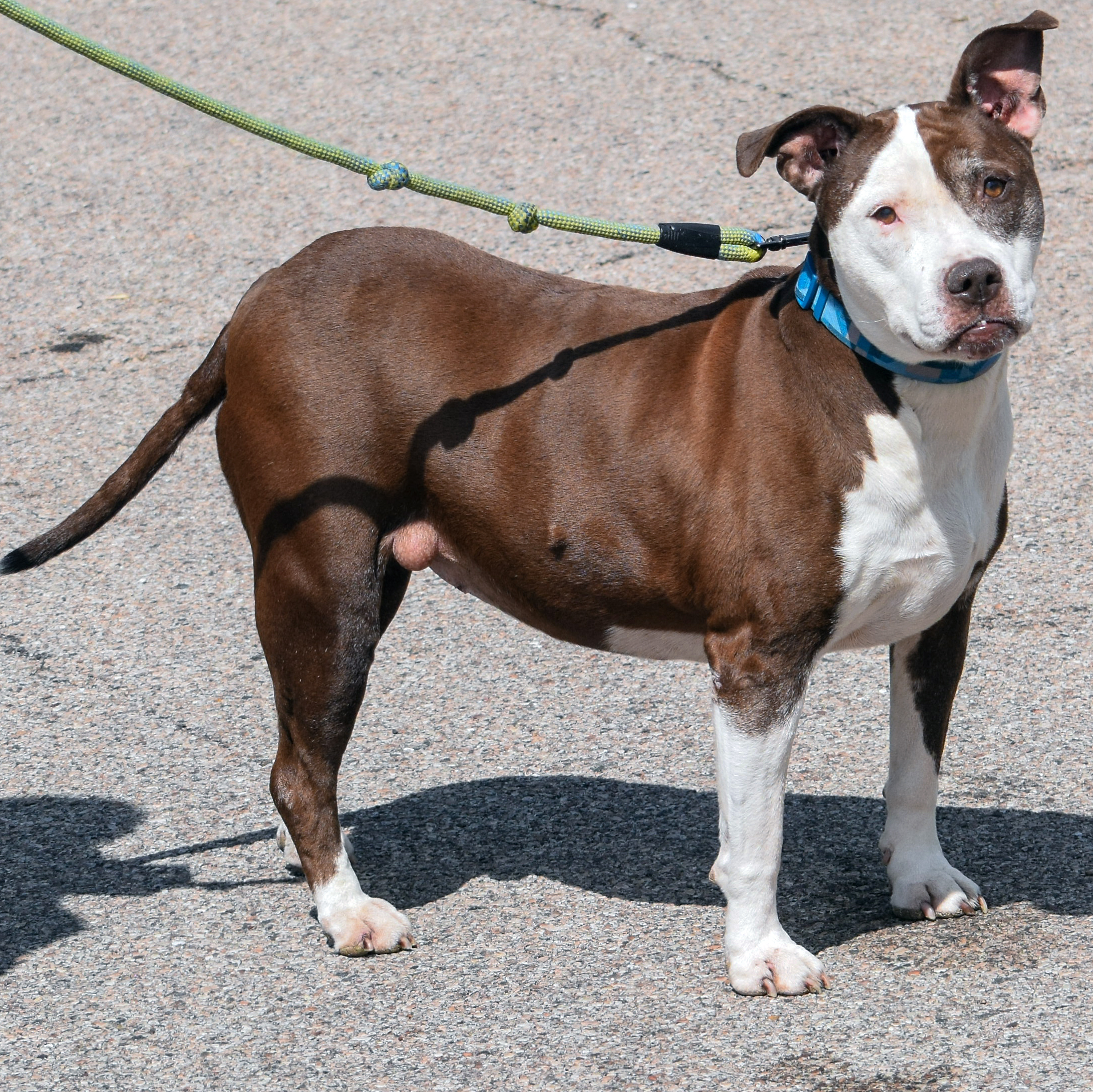 Shelby, an adoptable American Staffordshire Terrier, Boxer in Huntley, IL, 60142 | Photo Image 2