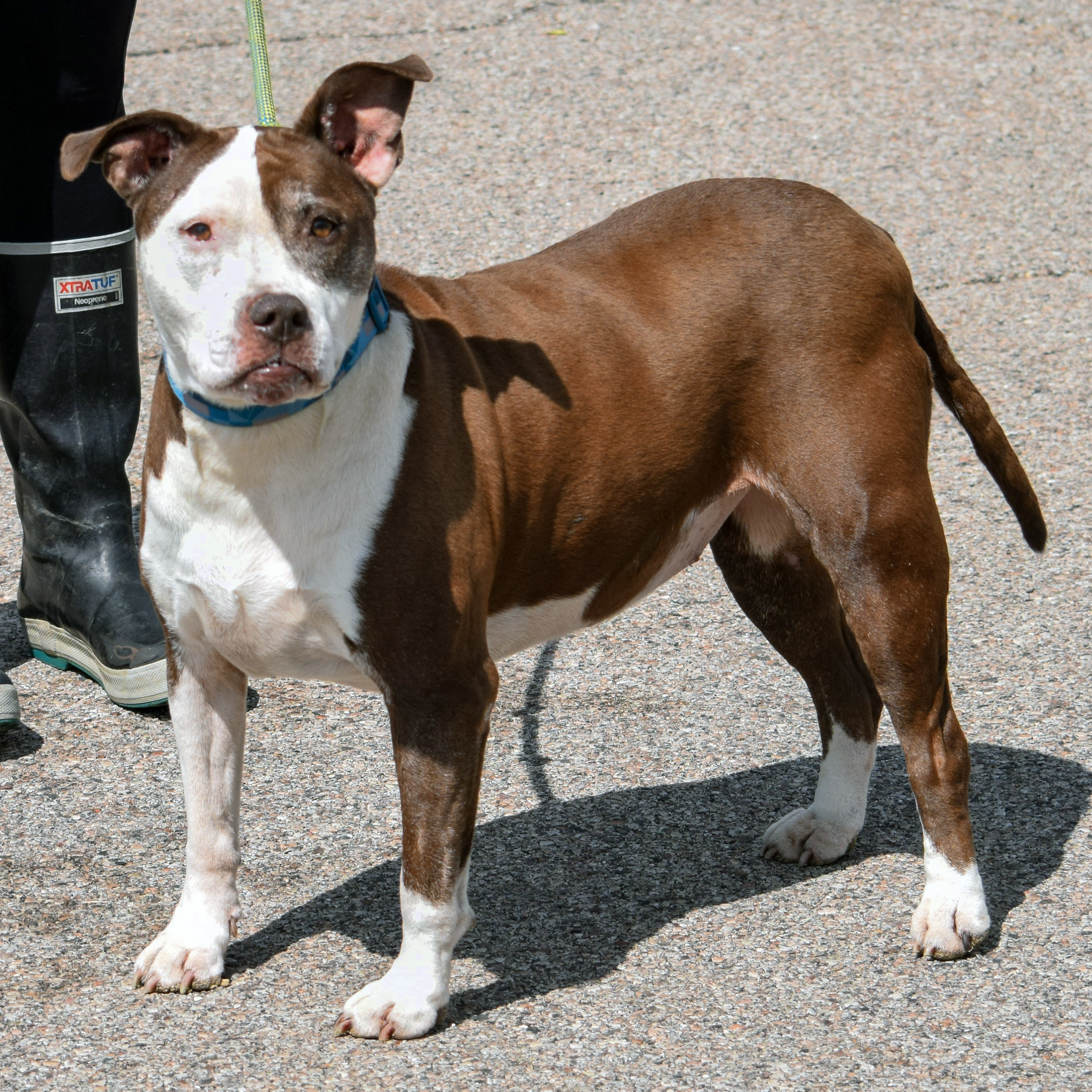 Shelby, an adoptable American Staffordshire Terrier, Boxer in Huntley, IL, 60142 | Photo Image 3