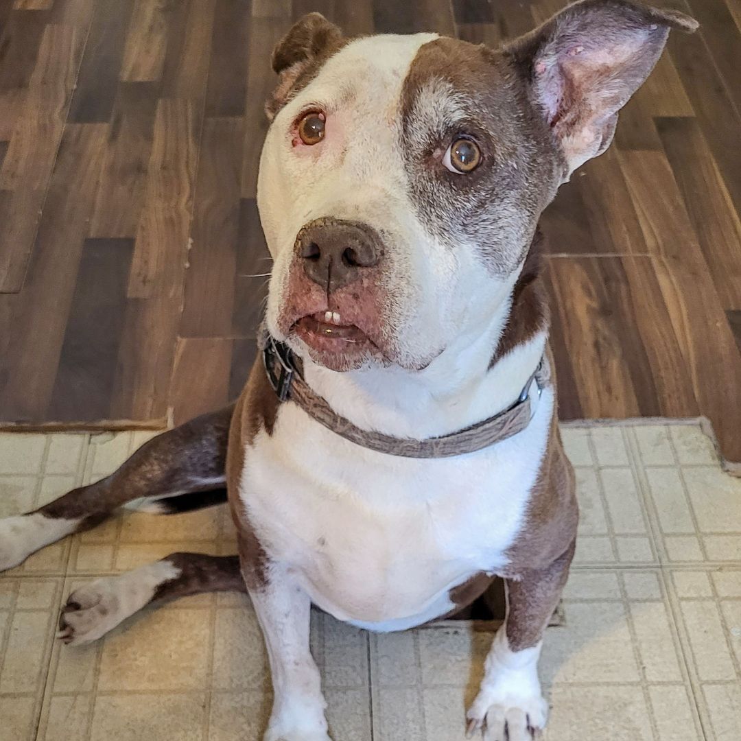 Shelby, an adoptable American Staffordshire Terrier, Boxer in Huntley, IL, 60142 | Photo Image 4