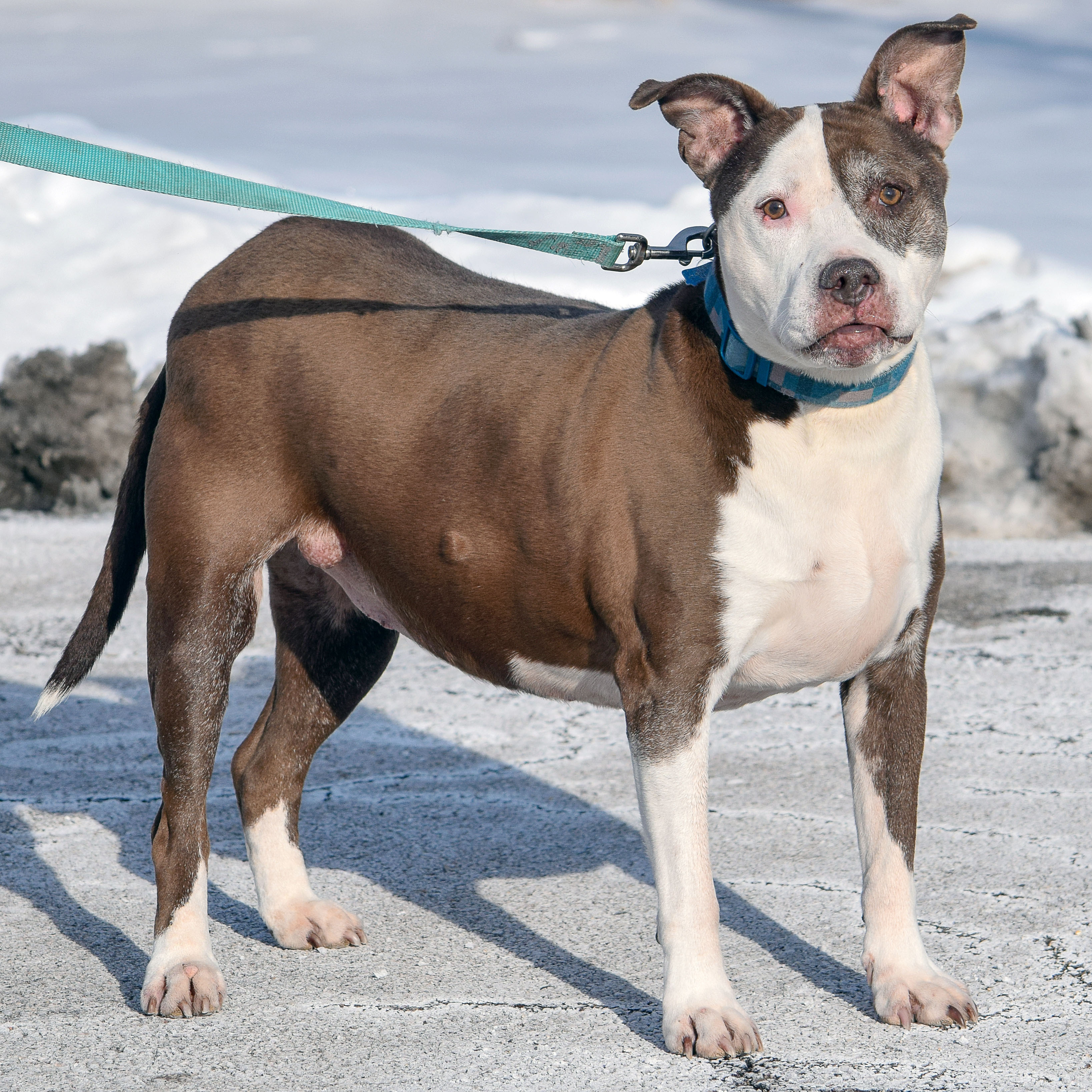 Shelby, an adoptable American Staffordshire Terrier, Boxer in Huntley, IL, 60142 | Photo Image 5