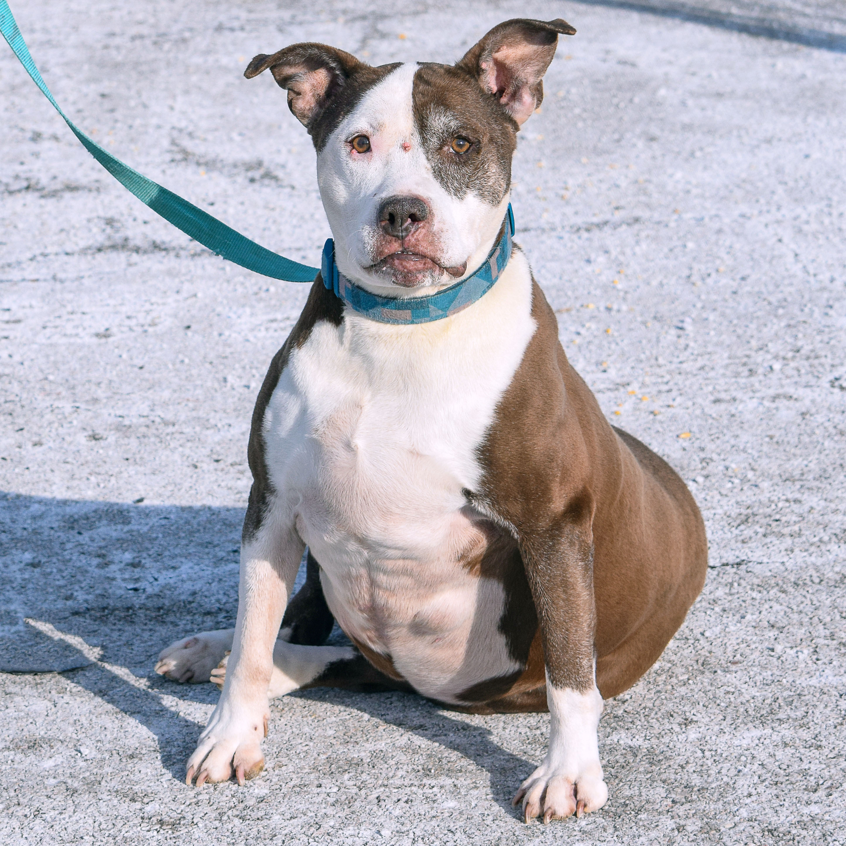 Shelby, an adoptable American Staffordshire Terrier, Boxer in Huntley, IL, 60142 | Photo Image 6