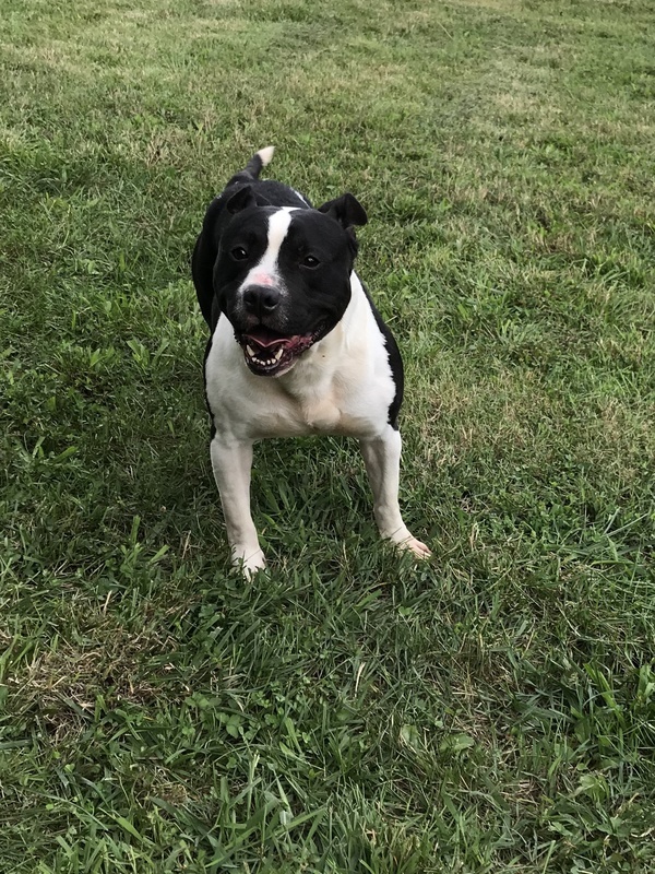 Sam, an adoptable American Staffordshire Terrier in La Grange, KY, 40031 | Photo Image 1