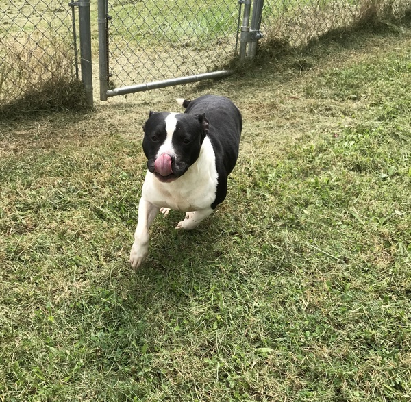 Sam, an adoptable American Staffordshire Terrier in La Grange, KY, 40031 | Photo Image 2