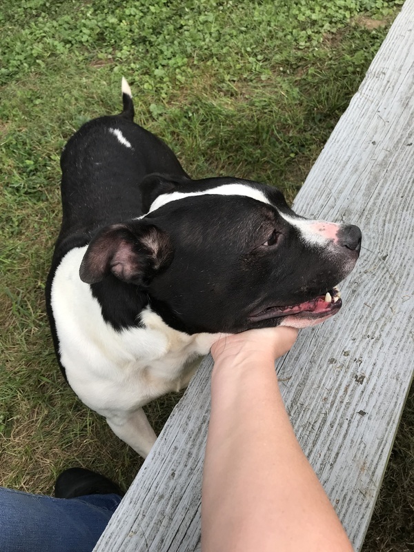Sam, an adoptable American Staffordshire Terrier in La Grange, KY, 40031 | Photo Image 3