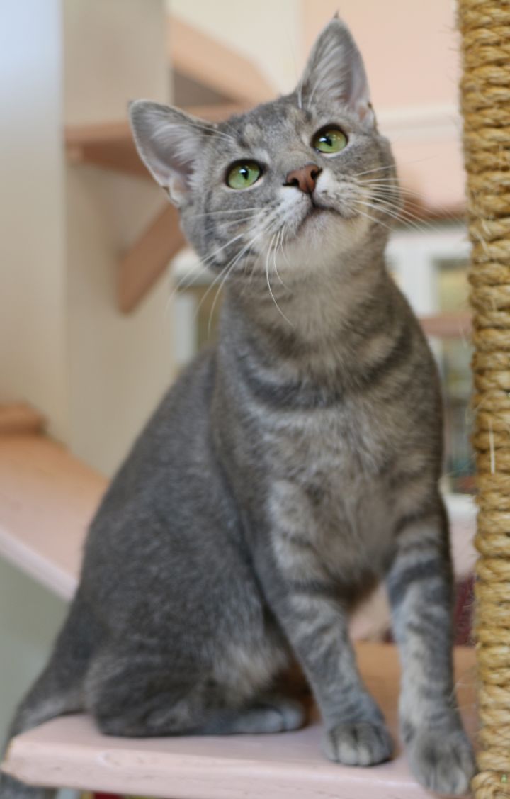 Delaney, an adoptable Domestic Short Hair in Charles Town, WV_image-6
