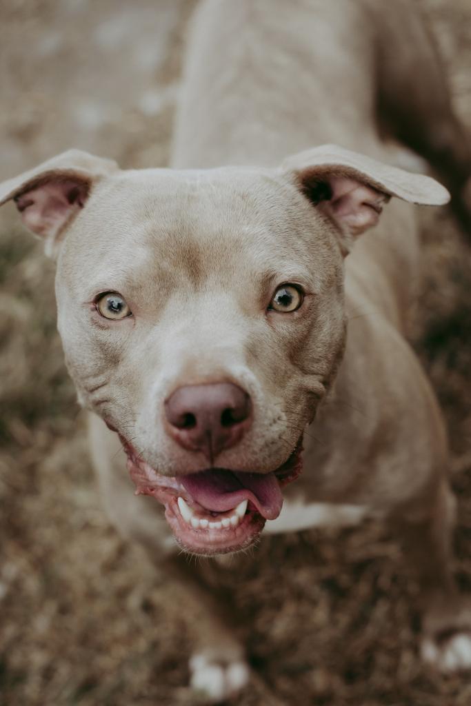 Greyhound pitbull hot sale mix puppy