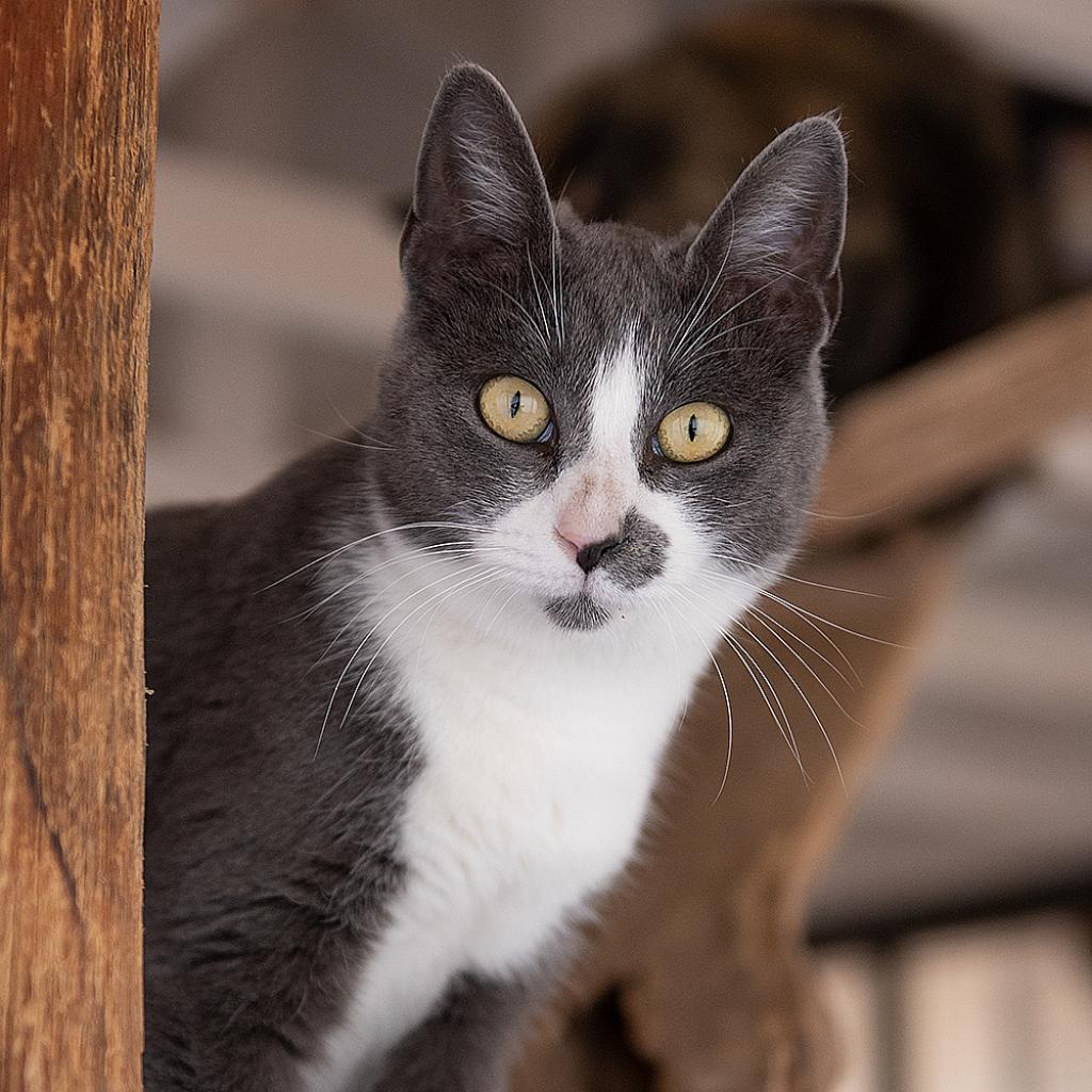 Belle, an adoptable Domestic Short Hair in Kanab, UT, 84741 | Photo Image 1