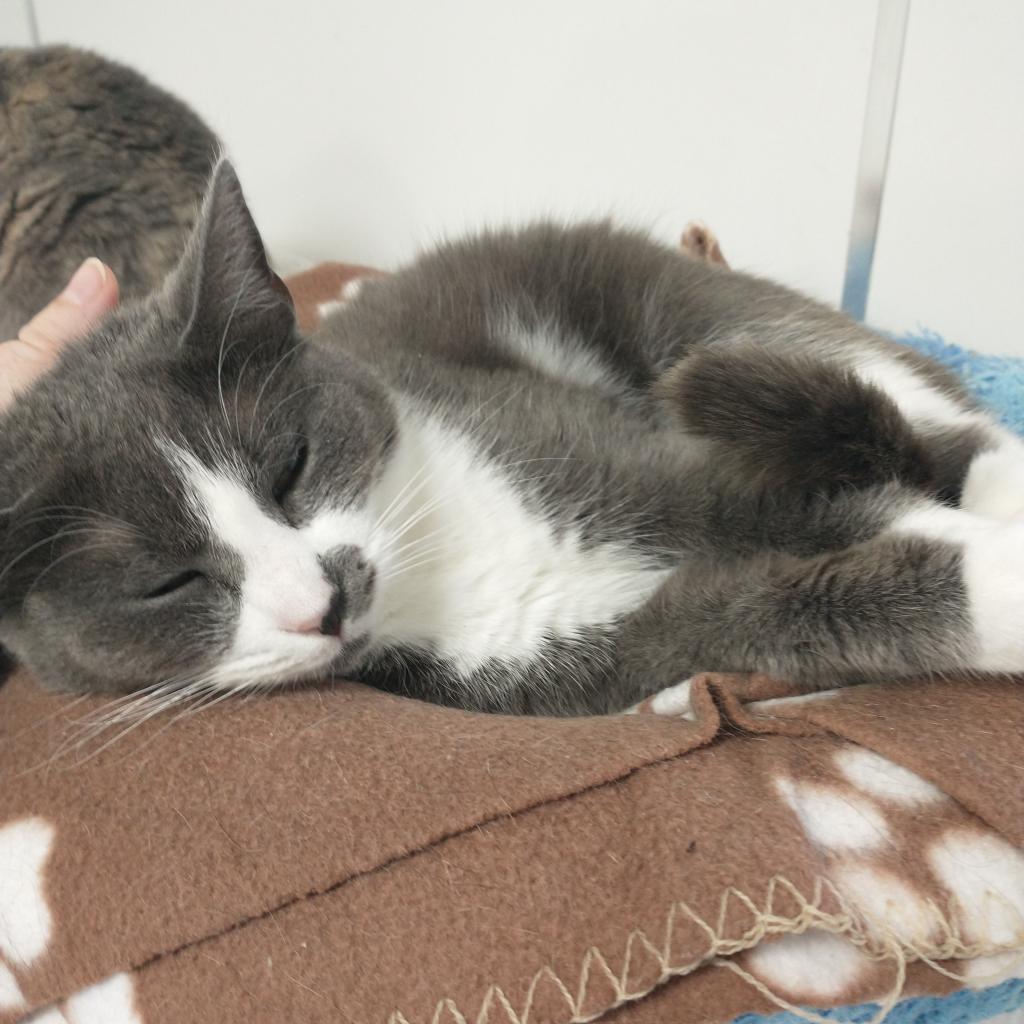 Belle, an adoptable Domestic Short Hair in Kanab, UT, 84741 | Photo Image 4