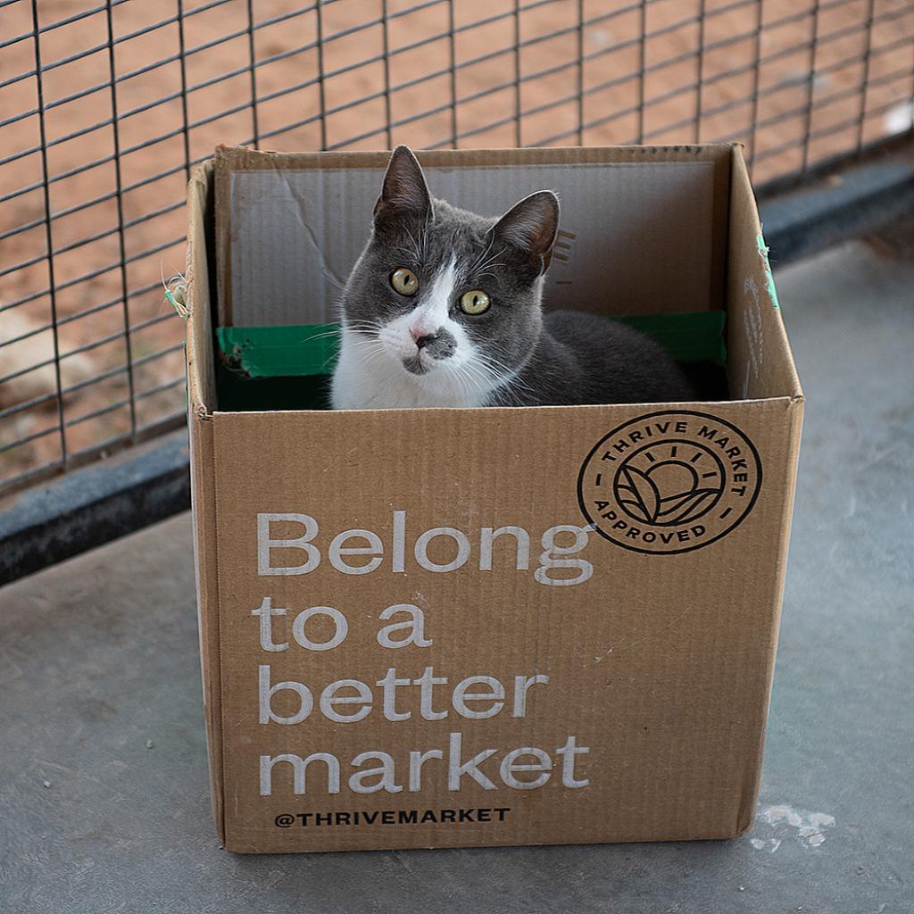 Belle, an adoptable Domestic Short Hair in Kanab, UT, 84741 | Photo Image 5