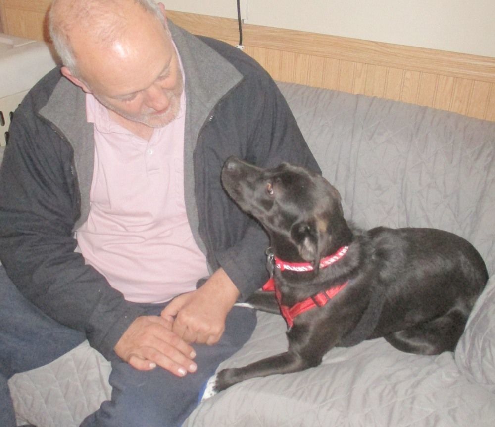 Peri, an adoptable Labrador Retriever, Hound in Camden, SC, 29020 | Photo Image 3