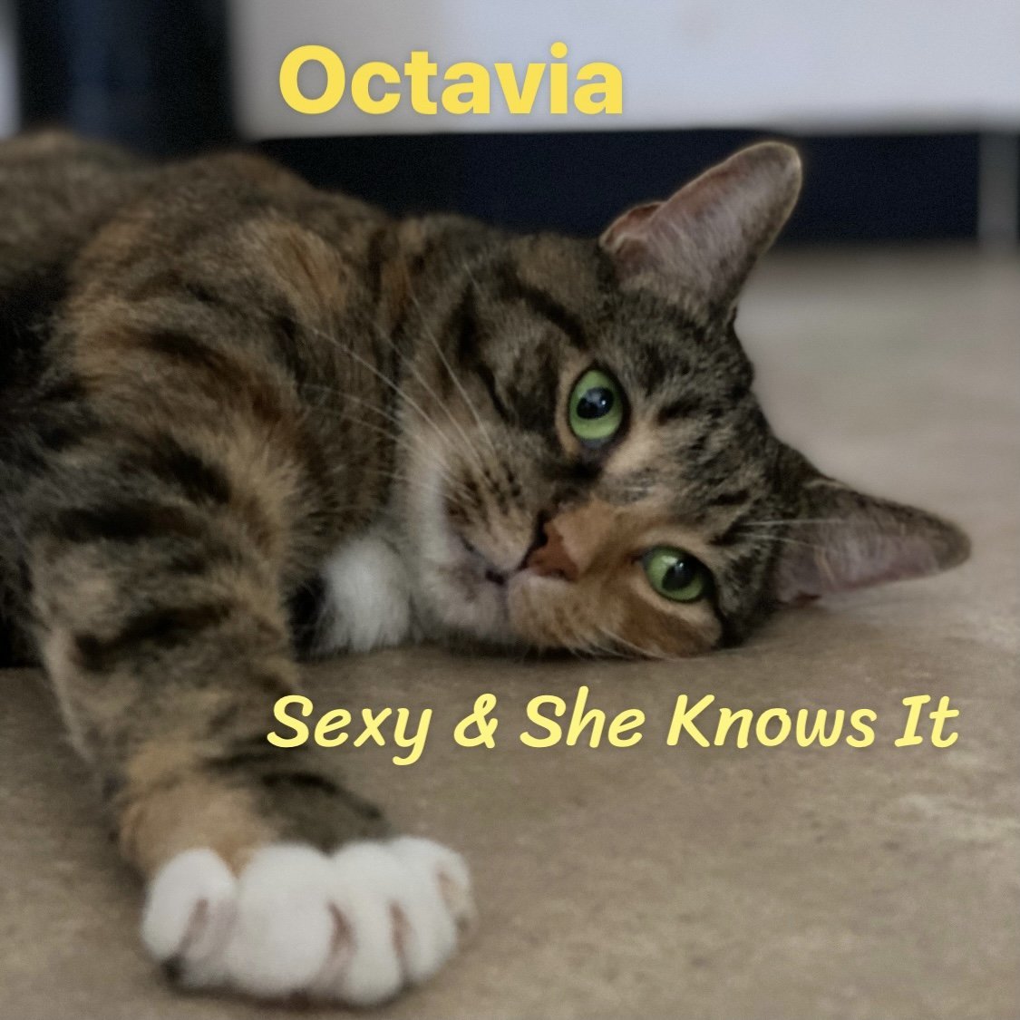 Octavia, an adoptable Torbie in Berkeley Springs, WV, 25411 | Photo Image 1