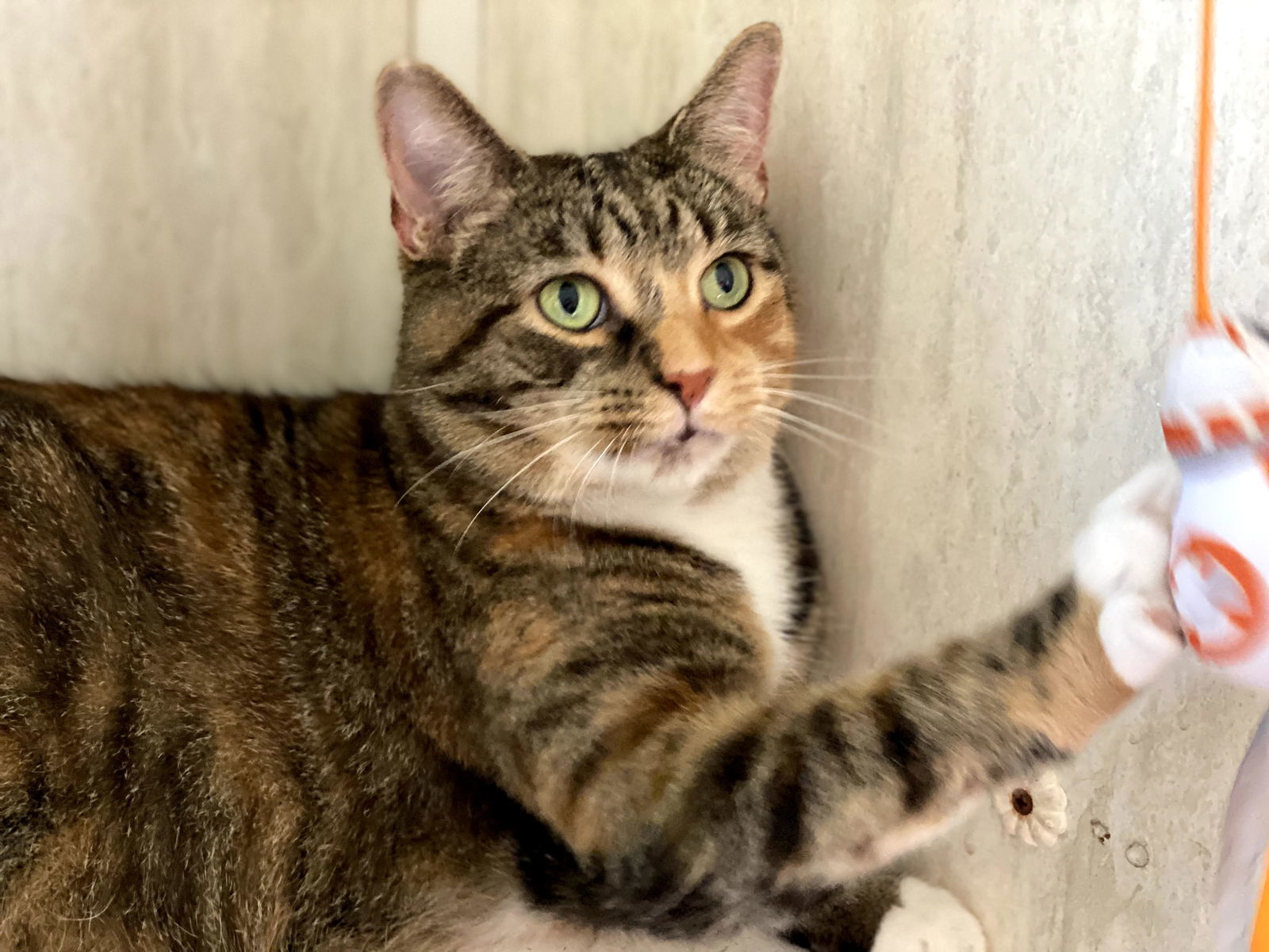 Octavia, an adoptable Torbie in Berkeley Springs, WV, 25411 | Photo Image 2