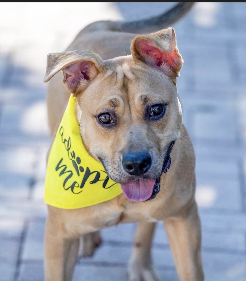 Olympia, an adoptable Black Mouth Cur, Rhodesian Ridgeback in Coral Springs, FL, 33065 | Photo Image 2