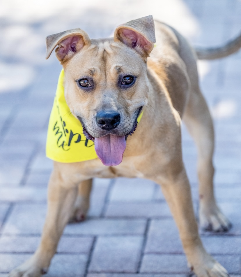 Olympia, an adoptable Black Mouth Cur, Rhodesian Ridgeback in Coral Springs, FL, 33065 | Photo Image 3