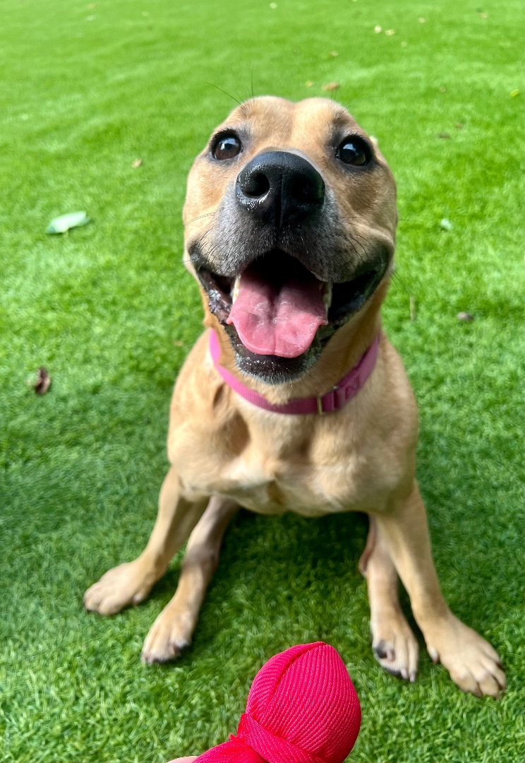 Olympia, an adoptable Black Mouth Cur, Rhodesian Ridgeback in Coral Springs, FL, 33065 | Photo Image 1