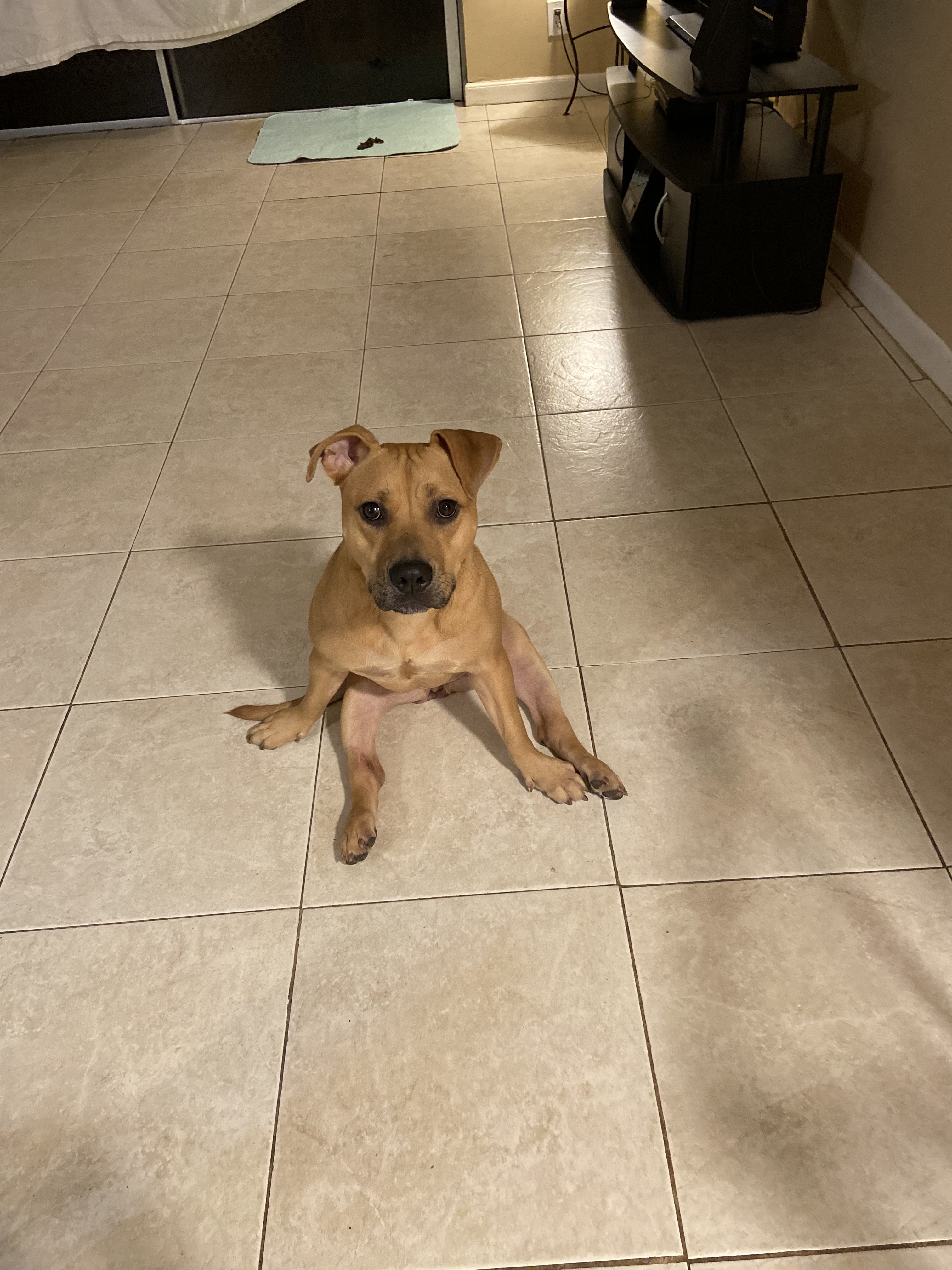 Olympia, an adoptable Black Mouth Cur, Rhodesian Ridgeback in Coral Springs, FL, 33065 | Photo Image 5
