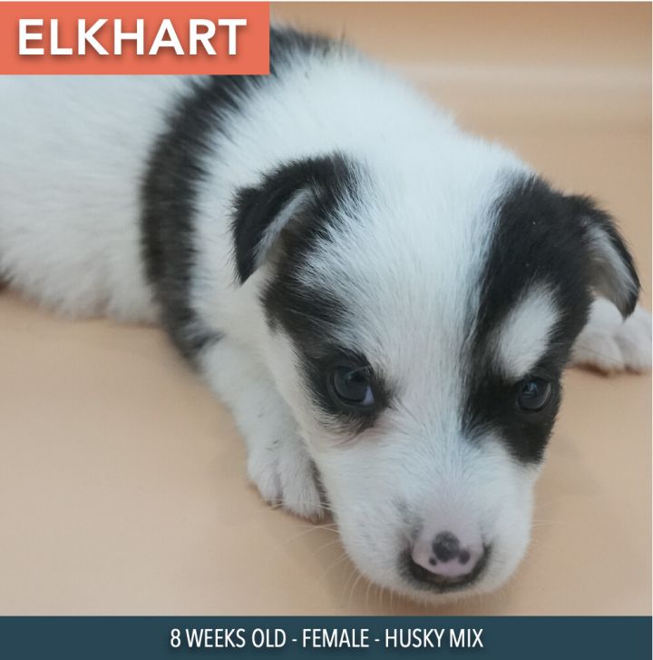 Elkhart 2