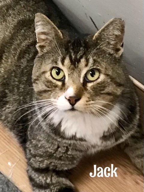 Cat for adoption - Jack, a Domestic Short Hair in Warminster, PA