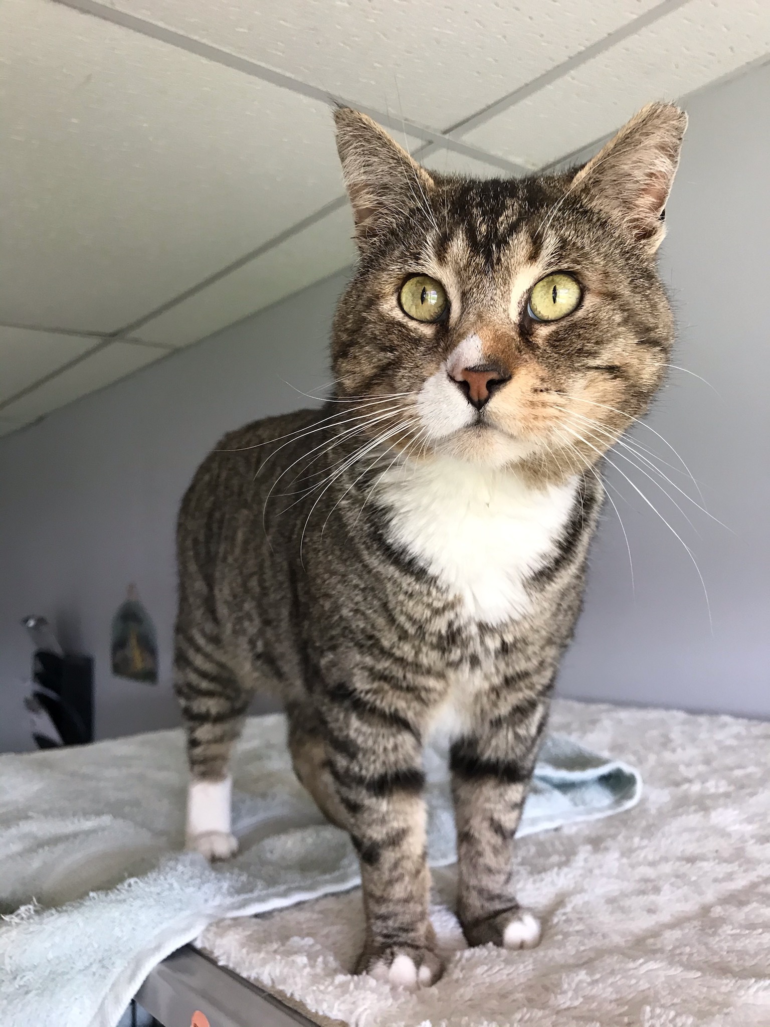 Cat for adoption Jack, a Domestic Short Hair in Warminster, PA