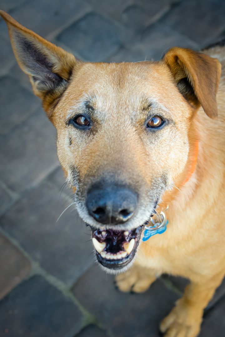 Dog for adoption - Fox, a German Shepherd Dog Mix in Philadelphia, PA ...