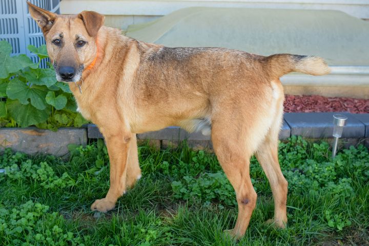 Dog For Adoption Fox A German Shepherd Dog Mix In Philadelphia Pa Petfinder