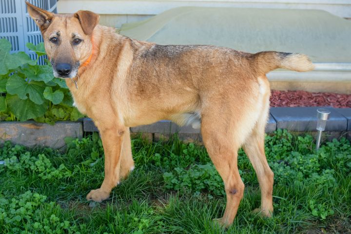 german shepherd mixed with fox