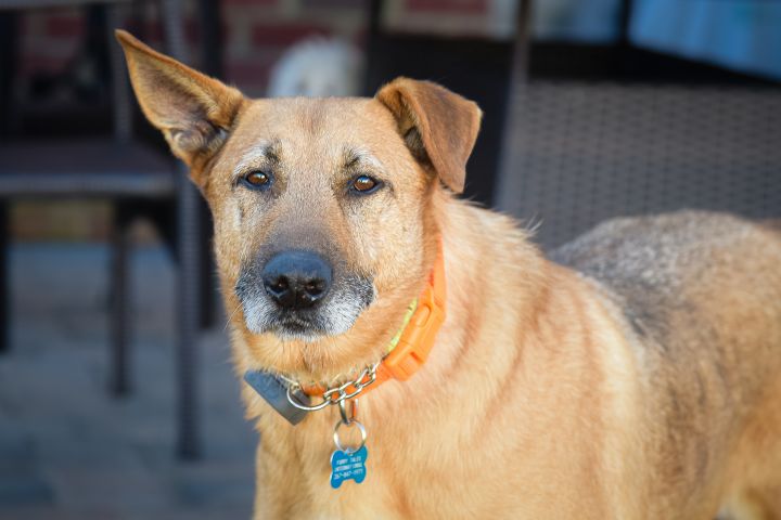 german shepherd mixed with fox