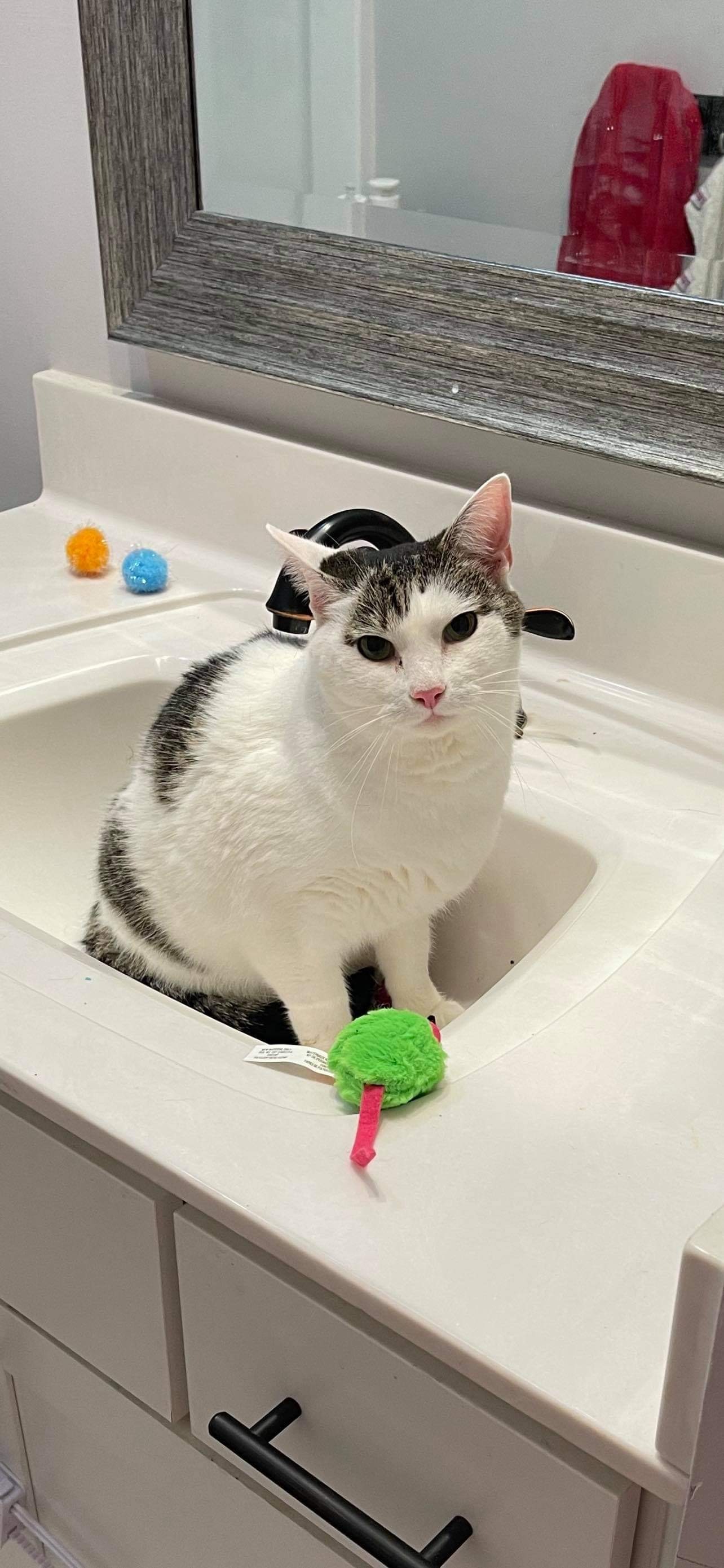 Theodore, an adoptable Domestic Short Hair in Hopkinsville, KY, 42240 | Photo Image 3