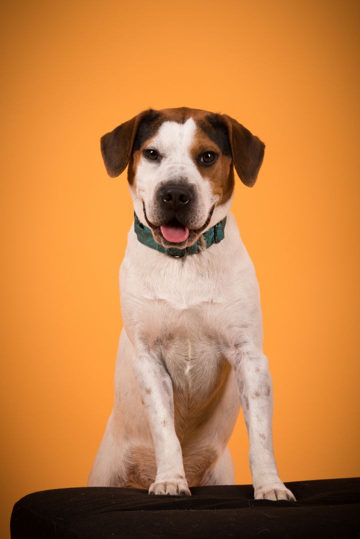 Shar pei mixed with 2024 beagle