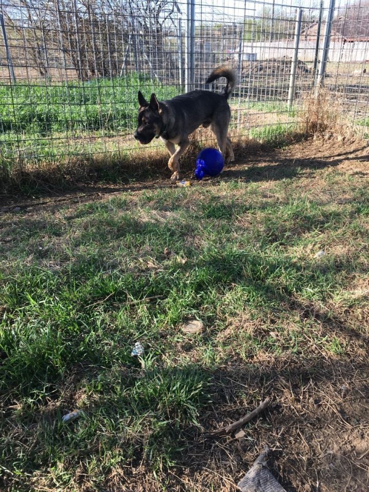 Dog For Adoption - Bigby, A German Shepherd Dog & Boxer Mix In Haslet 