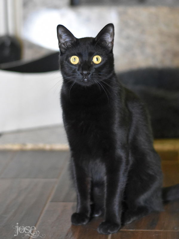 Jose, an adoptable Domestic Medium Hair in Montgomery, TX, 77316 | Photo Image 1