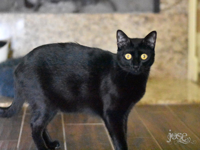 Jose, an adoptable Domestic Medium Hair in Montgomery, TX, 77316 | Photo Image 3