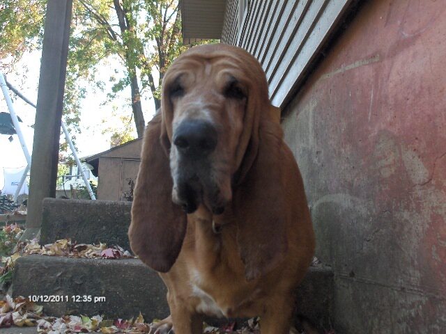 LIBERTY, an adoptable Bloodhound in Kentwood, MI, 49508 | Photo Image 2