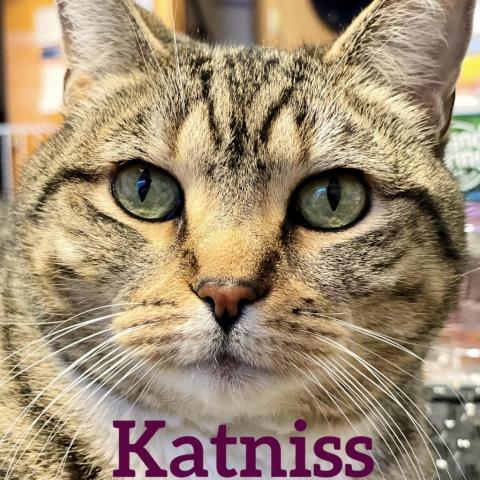 Katniss, an adoptable Domestic Short Hair in Camden, ME, 04843 | Photo Image 1